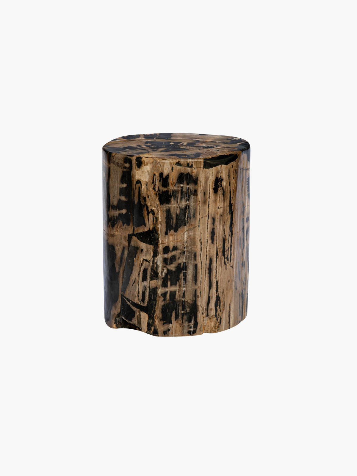 Fossilized Wood Trunk With Black Betas